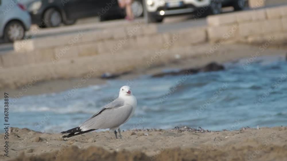 Static shot of seagull on seashore enjoying the wind in nature during daytime Static shot of seagull on seashore enjoying the wind in nature during daytime