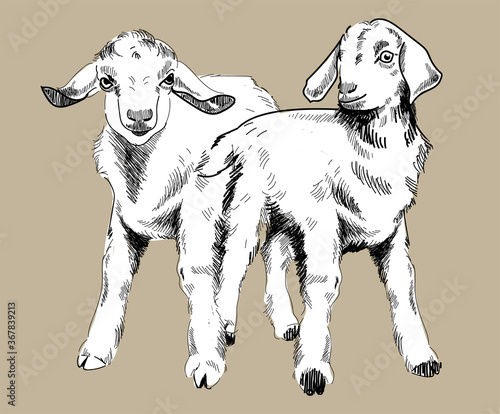Kid. Drawing by hand in vintage style. Cute little goat.