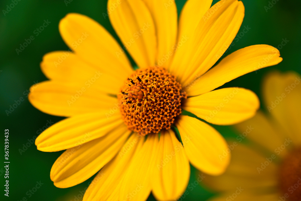 Yellow flower of heliopsis chamomile garden perennial Yellow flower of heliopsis chamomile garden perennial