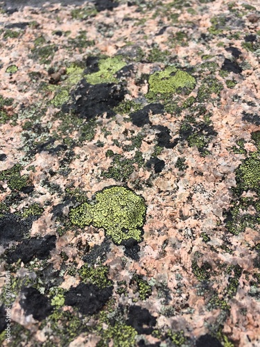 Lichen Growing on Granite Rock