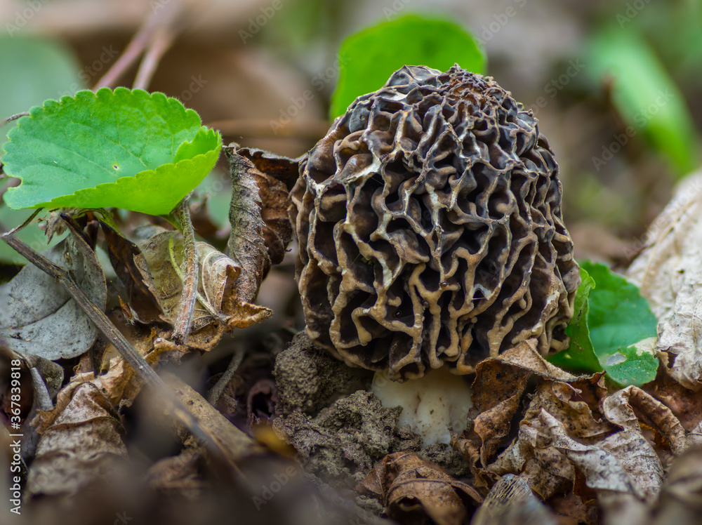 fresh mushroom morel in the forest floor fresh mushroom morel in the forest floor