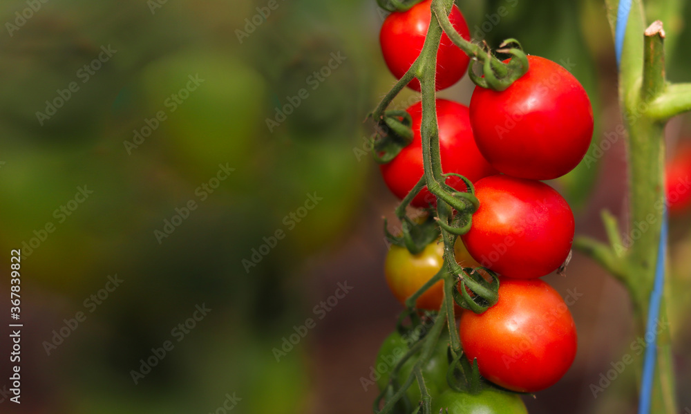 Red tomatoes on a branch on a bush. Garden garden, harvest of vegetables. Blur bokeh. Vegetable floral background.