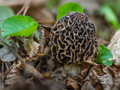 fresh mushroom morel in the forest floor