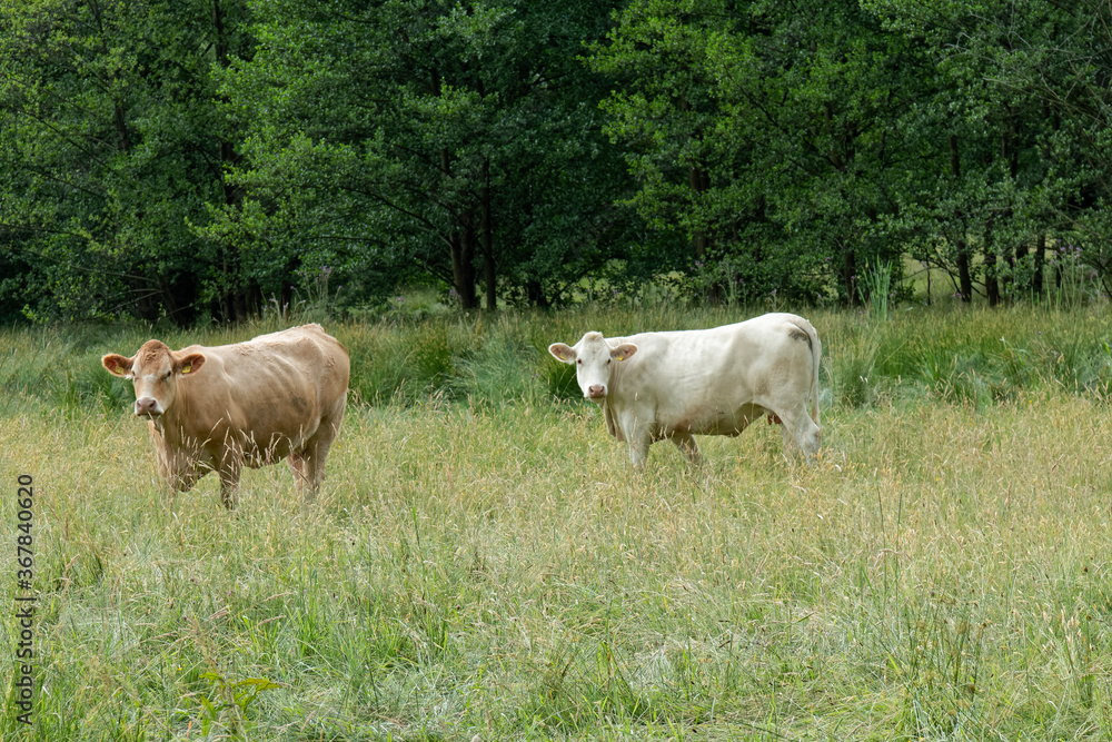 Cows in a pasture.