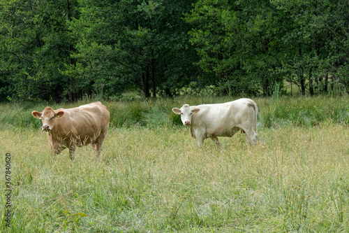 Cows in a pasture. © MiroslawKopec
