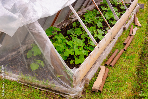Fotografie Greenhouse with farm-growing chemical free cucumbers