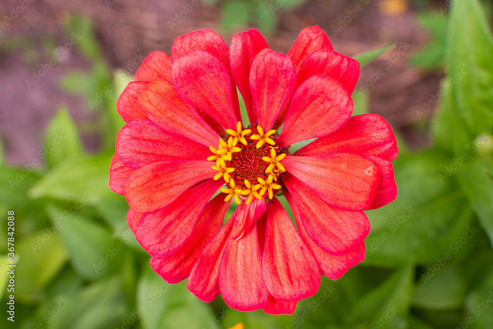 Pink zinnia closeup, beautiful unpretentious summer flower in the garden Pink zinnia closeup, beautiful unpretentious summer flower in the garden