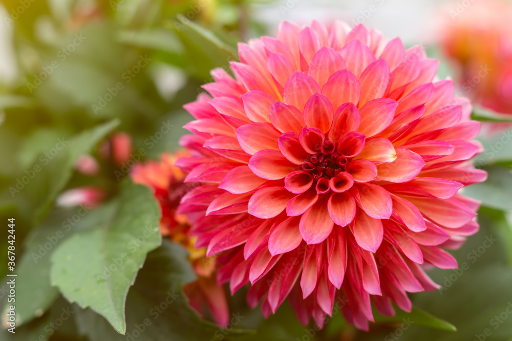 Autumn flowers series, beautiful single chrysanthemum, top view Autumn flowers series, beautiful single chrysanthemum, top view