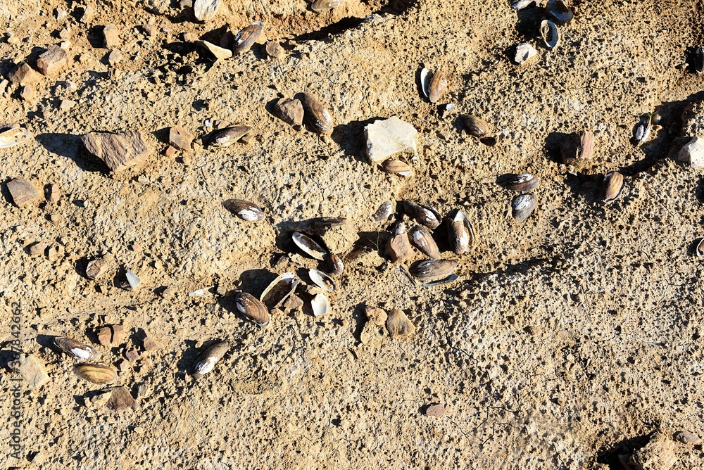dead shells of river shells at the bottom of a dry lake dead shells of river shells at the bottom of a dry lake