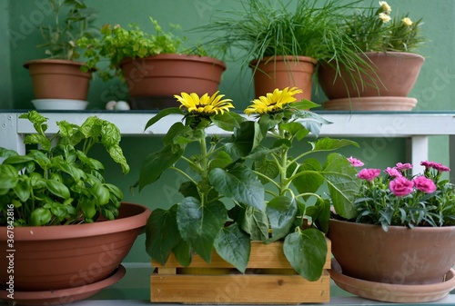 sunflower flowers in a pot on the balcony with herbs