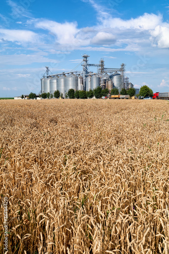 Grain tanks with wheatfield in front