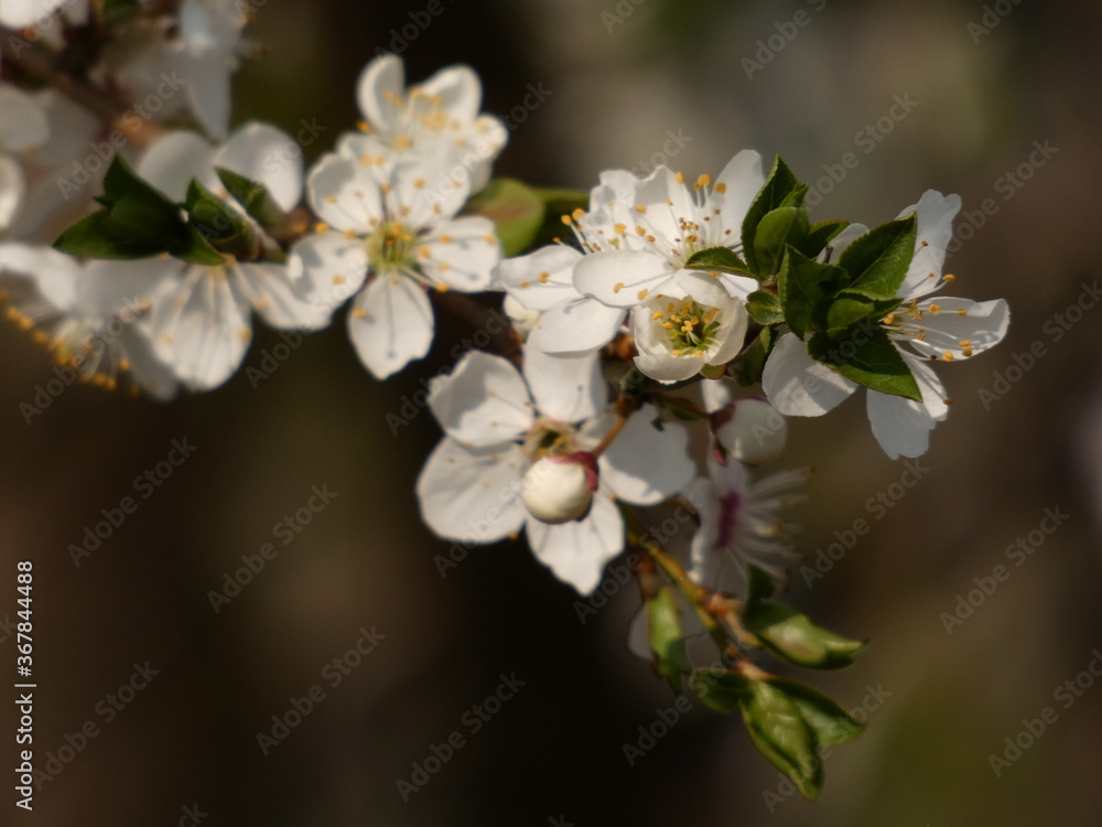Apple tree branch with white flowers and green leaves, Gdansk, Poland Apple tree branch with white flowers and green leaves, Gdansk, Poland