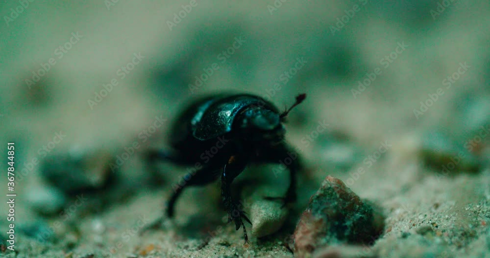 View of Black beetle crawling over-sand. Isolated view of a black beetle. View of Black beetle crawling over-sand. Isolated view of a black beetle.