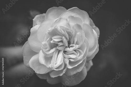 white rose on black background