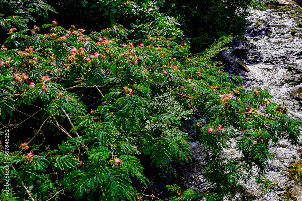 Obraz premium ねむの木の花と渓流を上から空撮した風景