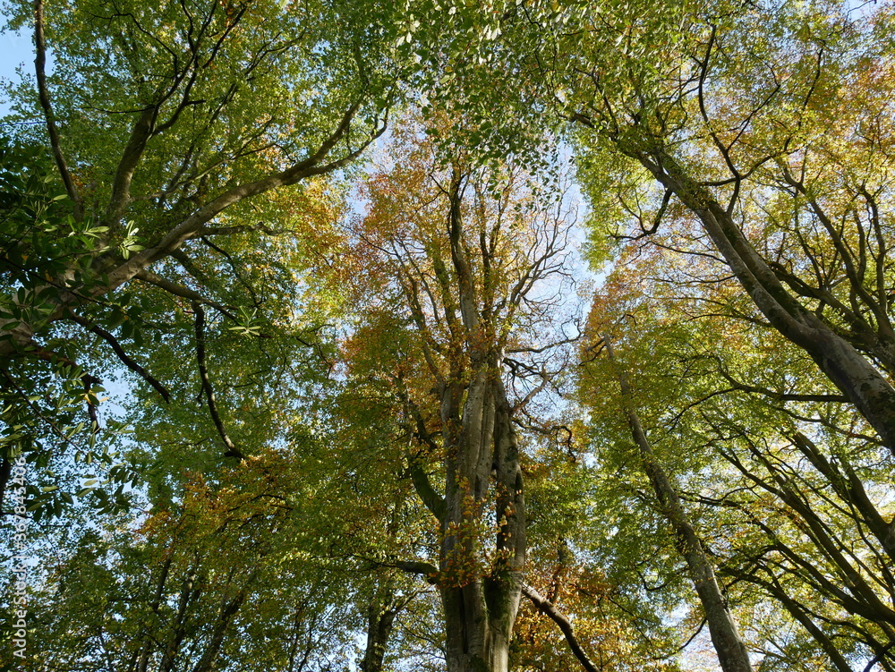 low angle view of autumn trees, beech forest low angle view of autumn trees, beech forest