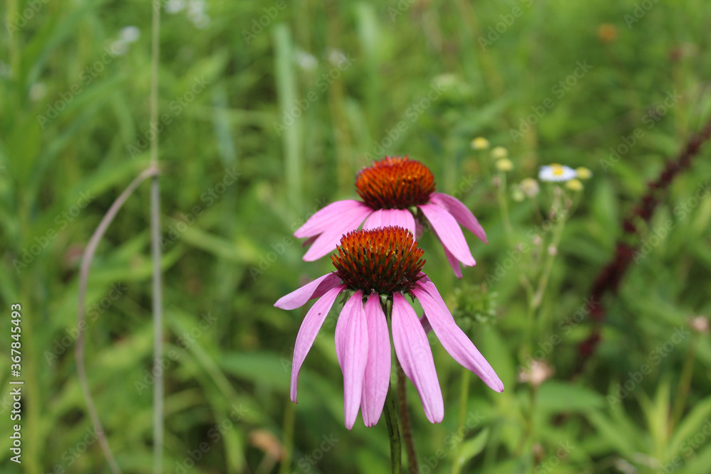 Two purple coneflower blooms at Linne Woods in Morton Grove, Illinois on a sunny day Two purple coneflower blooms at Linne Woods in Morton Grove, Illinois on a sunny day