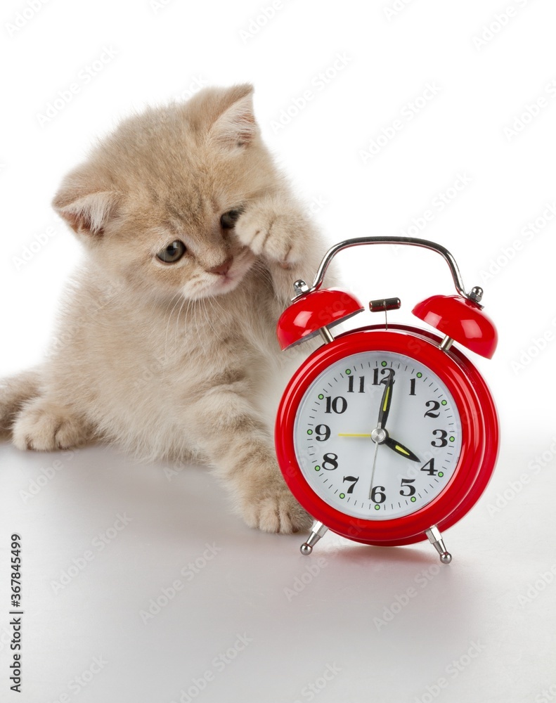 Kitten with Alarm Clock - obrazy, fototapety, plakaty 