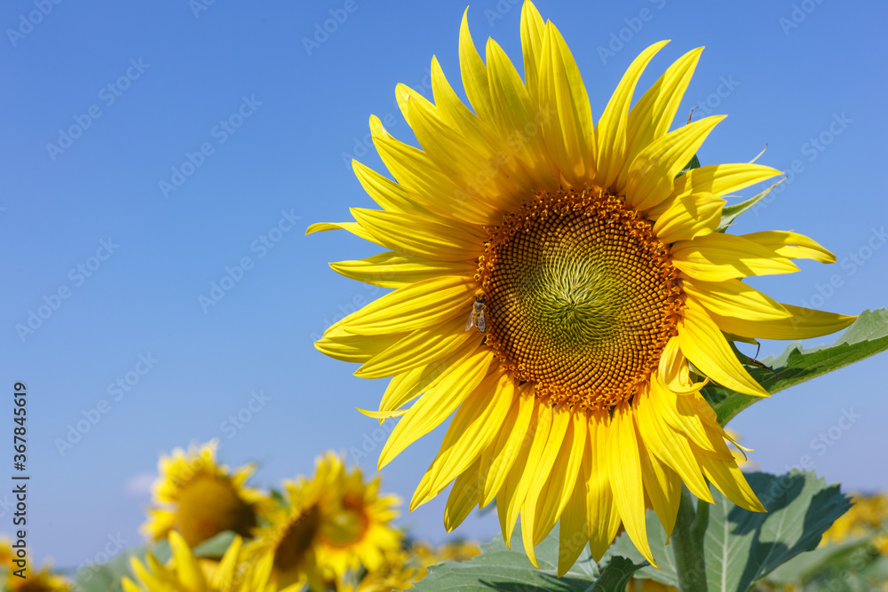 Sunflower natural background. Sunflower blooming. Close-up of sunflower Sunflower natural background. Sunflower blooming. Close-up of sunflower