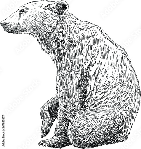 Brown Bear hand drawn on a white background