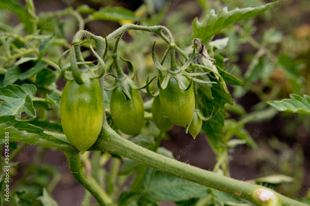 Green tomatoes on a branch in garden.