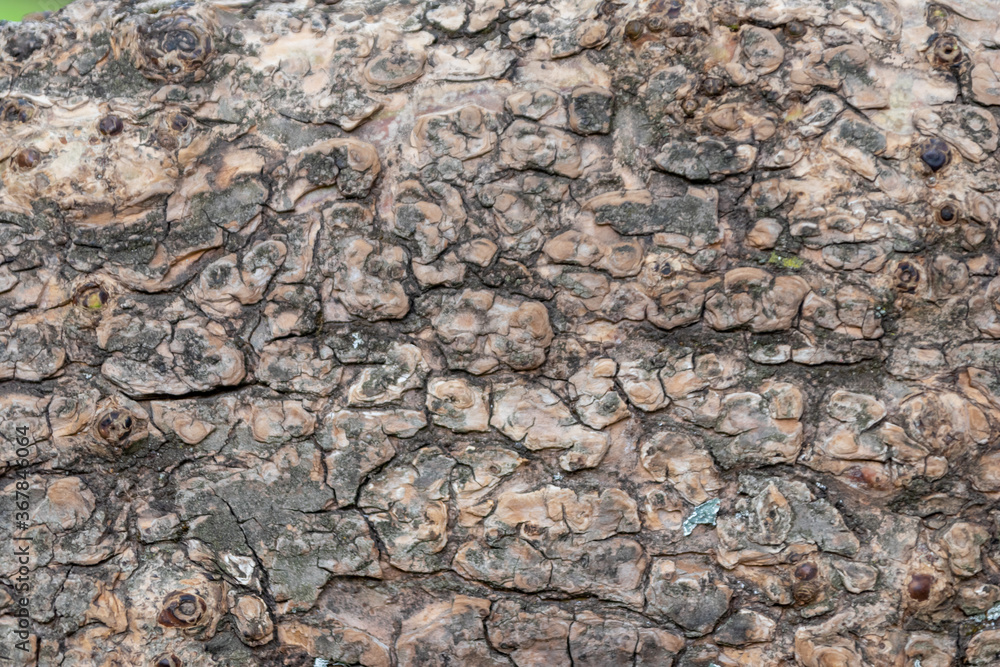 Obraz premium Close-up of rough bark shows natural patina and organic structures as wooden background for wooden wallpapers or timber industry topics with detailled rind macro and isolated lumber texture