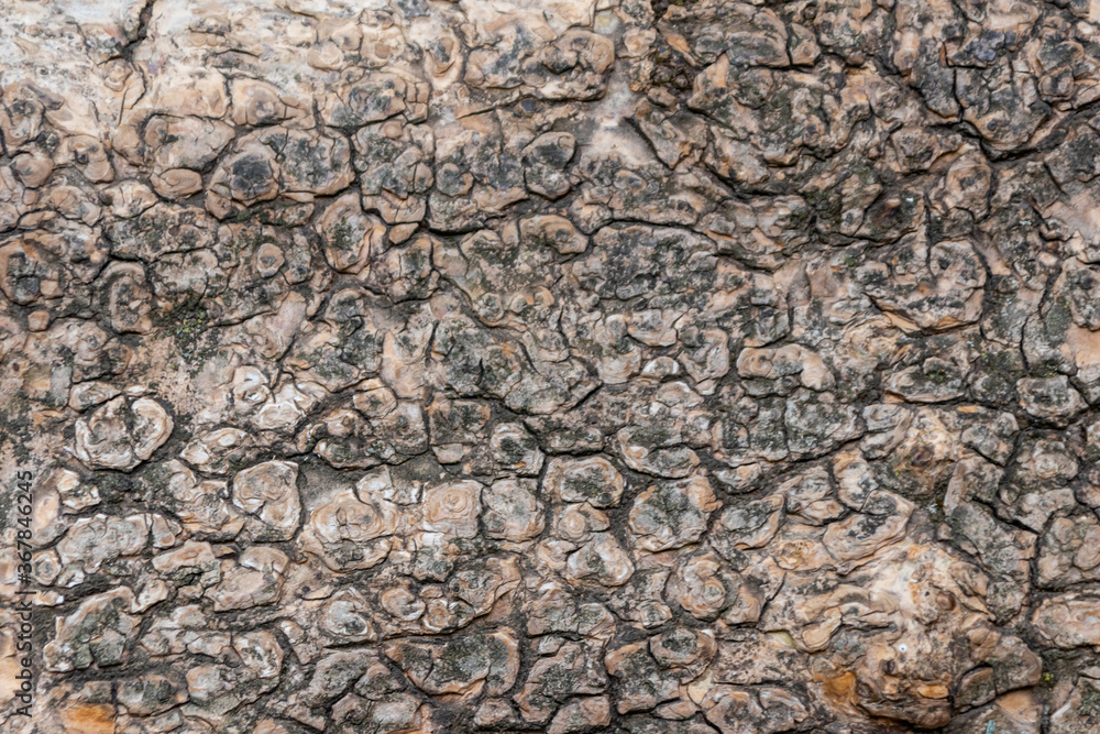 Close-up of rough bark shows natural patina and organic structures as wooden background for wooden wallpapers or timber industry topics with detailled rind macro and isolated lumber texture Close-up of rough bark shows natural patina and organic structures as wooden background for wooden wallpapers or timber industry topics with detailled rind macro and isolated lumber texture