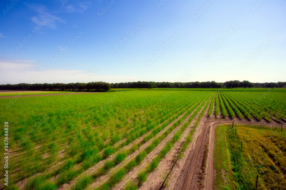 Landscape with asparagus field, fresh plantation of the vegetable asparagus farmers harvest in April