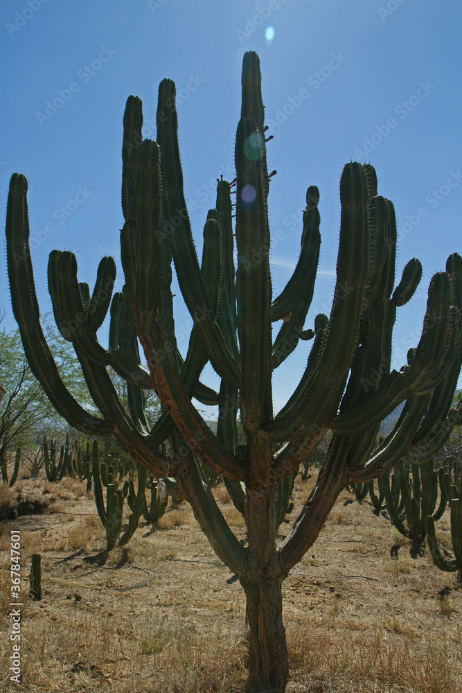 Desert flora. Agriculture. Cactus plantation field in Guadalajara, Mexico. Portrait of cactus Stenocereus queretaroensis, also known as pitaya for its edible fruits. Its big size and thorny leaves. 