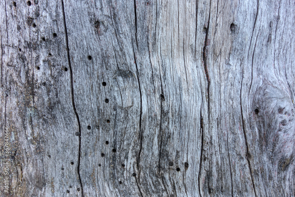 Texture of old wood with cracks and holes from bark beetles.