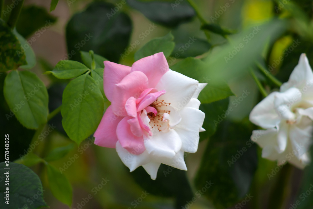 Unusual rose in pink and white Unusual rose in pink and white