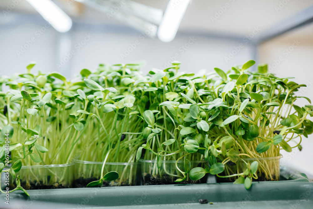 Juicy and young sprouts of micro greens in the greenhouse. Growing seeds. Healthy eating Juicy and young sprouts of micro greens in the greenhouse. Growing seeds. Healthy eating