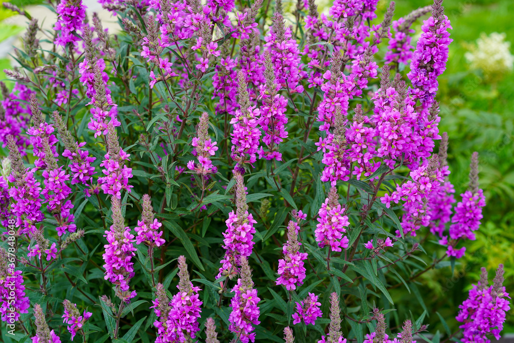 Obraz premium Pink flowers on a flower bed in the garden.
