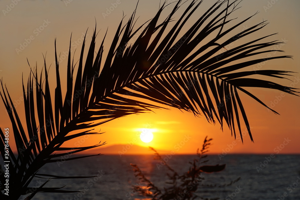 Silhouette of palm branch in front of sundown Silhouette of palm branch in front of sundown