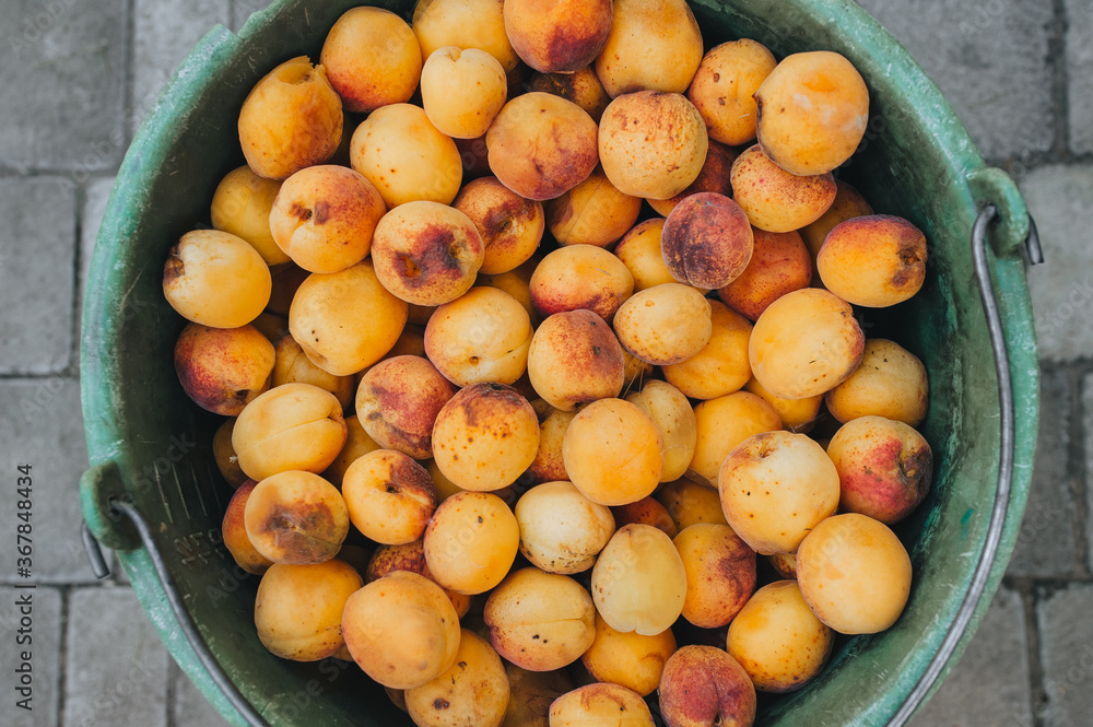 A lot of orange, yellow ripe apricots in a plastic bucket, top view. A wonderful, good harvest of fruit from the tree. A lot of orange, yellow ripe apricots in a plastic bucket, top view. A wonderful, good harvest of fruit from the tree.