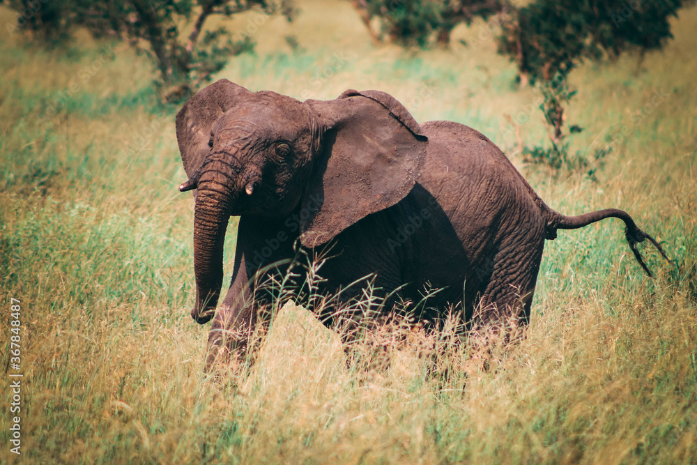 Fototapeta premium Tanzania
