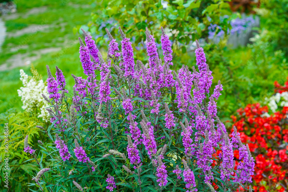 Fototapeta premium Pink flowers on a flower bed in the garden.