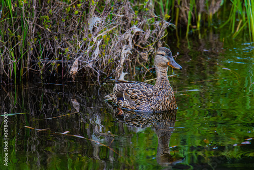 duck in the water © Paul