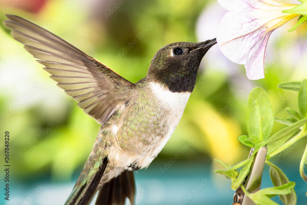 Fototapeta premium Black-Chinned Hummingbird Searching for Nectar Among the Violet Flowers