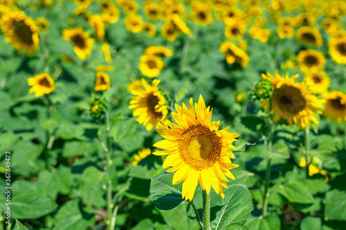 Sunflower field landscape  Sunflower seeds  bright yellow petals  green leaves. Beautiful sunflowers on background of blue sky. Summer bright background  agriculture  harvest concept  vegetable oil