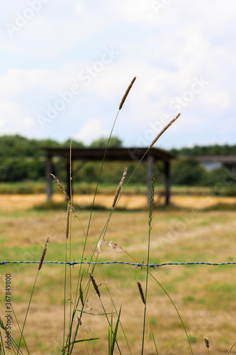 Fototapeta Weide
