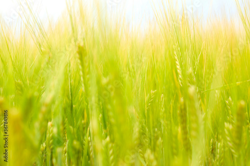 green wheat field on the farm field