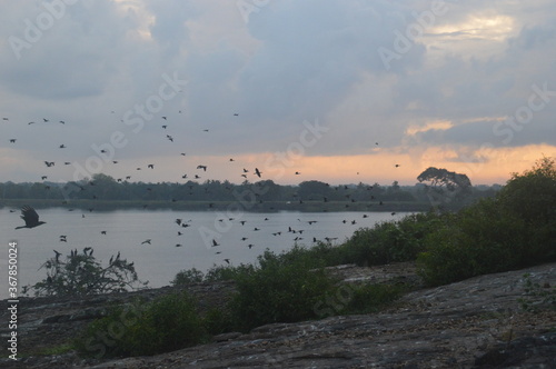 Fototapeta Naklejka Na Ścianę i Meble -  Ibis, Frigatebirds, Cormorants, Crows and other sea birds on the Bird Island in Polonnaruwa, Sri Lanka