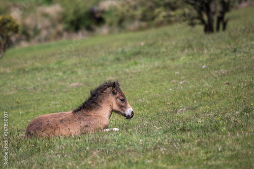 Fototapeta Naklejka Na Ścianę i Meble -  Wild Exmoor Pony foal resting on a sloping meadow in Somerset UK