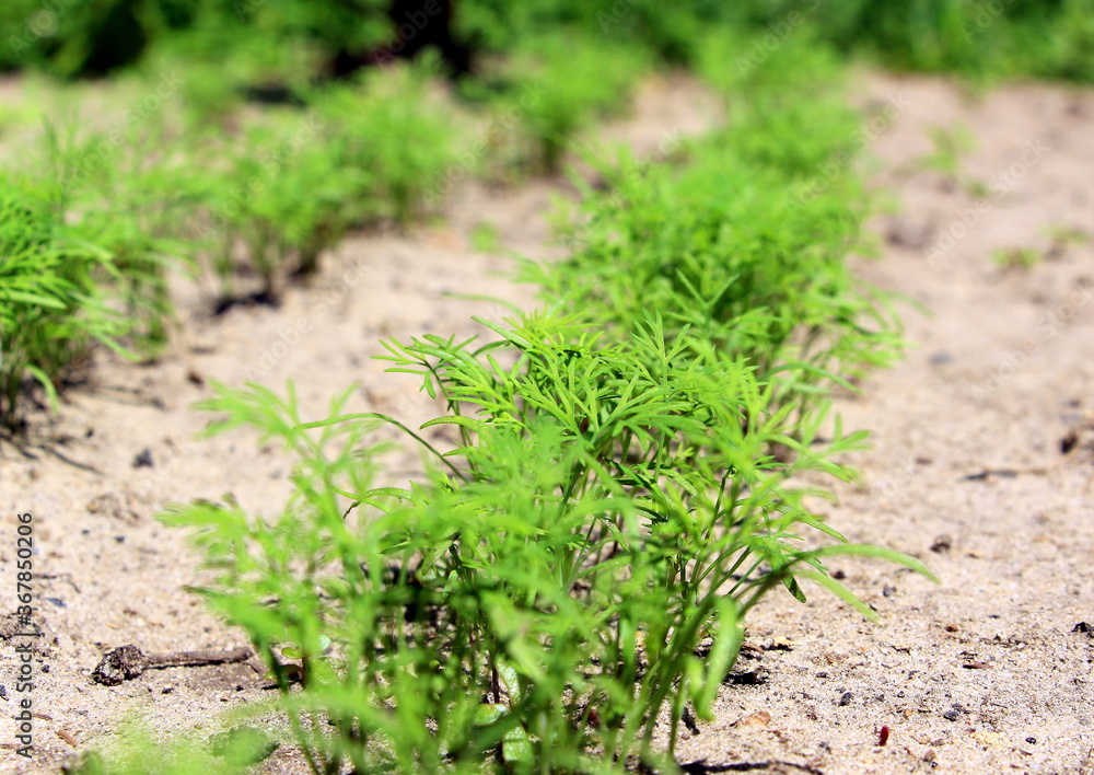 Green dill. Fresh healthy herbs grow in the garden in the village Green dill. Fresh healthy herbs grow in the garden in the village