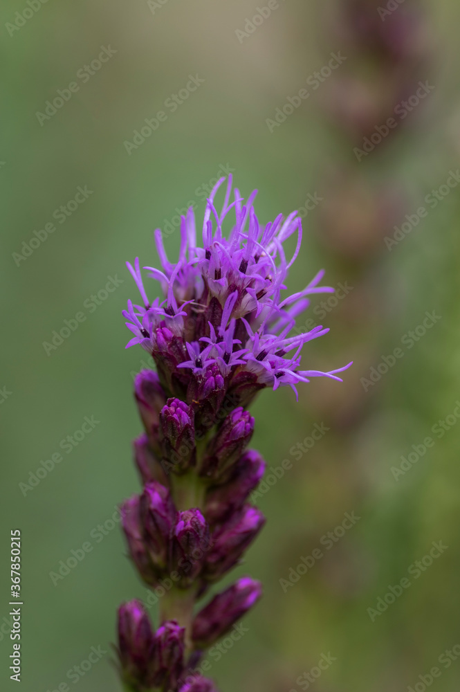 Liatris spicata deep purple flowering plant, group of flowers on tall stem in bloom Liatris spicata deep purple flowering plant, group of flowers on tall stem in bloom