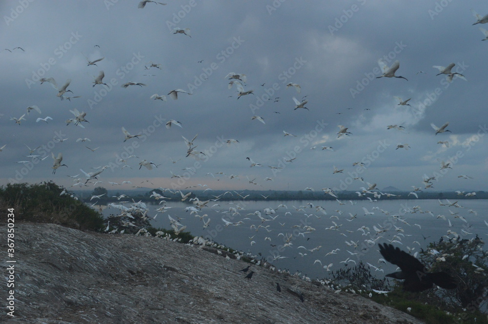 Fototapeta premium Ibis, Frigatebirds, Cormorants, Crows and other sea birds on the Bird Island in Polonnaruwa, Sri Lanka