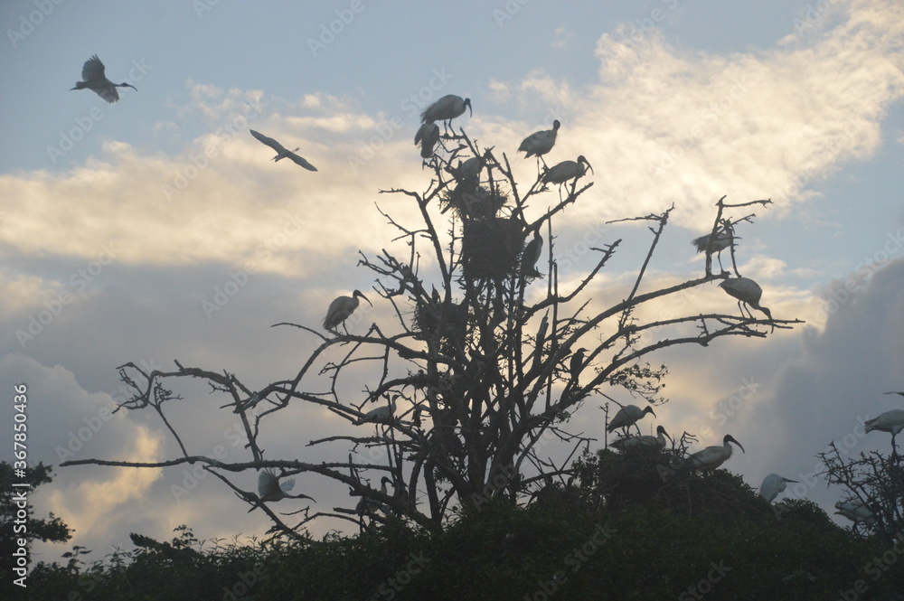 Fototapeta premium Ibis, Frigatebirds, Cormorants, Crows and other sea birds on the Bird Island in Polonnaruwa, Sri Lanka