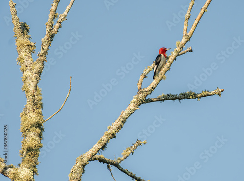 Red-Headed Woodpecker on a Dead Tree