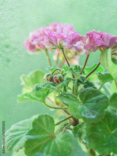 Mini garden geranium flowers in pot. Pelargonium. Bokeh background.